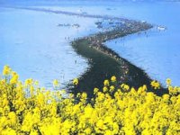 Güney Kore’nin yılda iki kez açılan deniz yarığı!