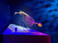 Deniz memelileri koleksiyonu “Okyanusun Devleri” sergisi açıldı