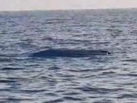 Artvin açıklarında insansız deniz aracı alarmı!