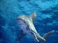 Yeni köpekbalığı ve yengeç türü keşfedildi