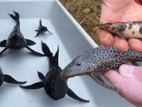 Mersin kıyılarına yeni ve zehirli istilacılar geldi