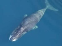 Bu balinanın sırrı çözülürse insan ömrü uzayabilir