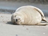 Hazar Denizi kıyısında 100’den fazla fok ölü bulundu