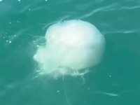 İskenderun Körfezi’nde zehirli denizanası alarmı!