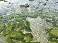 İklim krizine karşı doğal bariyer: Yosun çiftlikleri