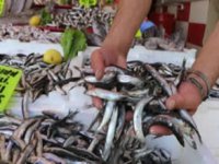 Deniz soğumayınca hamsi çareyi kaçmakta buldu