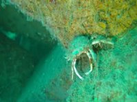 Akçansa’nın yapay resif projesi Marmara’da ekosistemi canlandırdı