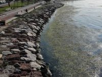 İzmir sahilini yine deniz marulları sardı!