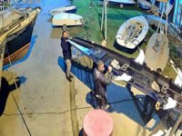 Derince’de kaçak deniz küreği operasyonu