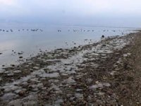 Başiskele kıyılarına binlerce deniz yıldızı vurdu