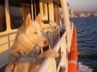 Pasaportsuz evcil hayvanlara vapur yasağı geldi