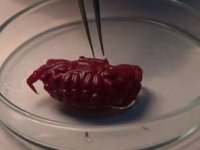 Türkiye kıyılarında ilk kez Hint-Pasifik kökenli yengeç görüldü