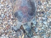 1 haftada 3 deniz kaplumbağası ölü bulundu