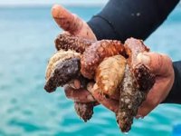 İzmir körfezinin doğal temizleyicisini Çin topluyor!