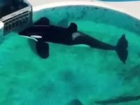 Dünyanın en yalnız balinası Kshamenk öldü!