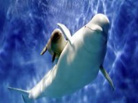 30 beyaz balina 'destek sağlanmazsa' uyutulacak