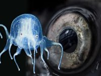 Bilim dünyasını şaşırtan 24 gözlü denizanası