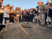 Caretta caretta 'Cumhuriyet'i 9 bin kişi izledi