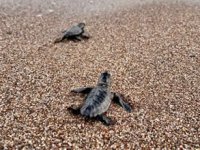 Caretta carettalar Antalya’da rekor kırdı