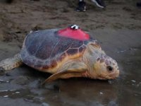 Caretta Tuba Ege’de ayak basmadık ada bırakmadı!