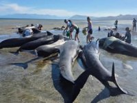 Yeni Zelanda'da onlarca balina karaya vurdu