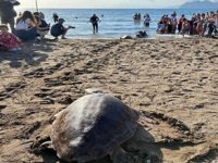 DEKAMER 2025’te 17 deniz kaplumbağasını denizle buluşturdu
