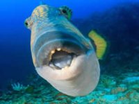 Teknik donanıma sahip tetik balıkları