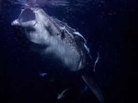 Köpek balıkları ile beslenen deniz yılanı keşfedildi