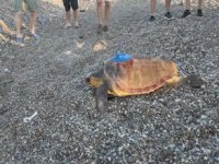 Caretta caretta Gümüş Akdeniz’de 24 bin kilometre katetti