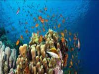 Açık denizler için tarihi adım: BBNJ anlaşması yürürlüğe giriyor