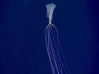 Okyanusun gizemli canlısı! Kolları gövdesinden 20 kat daha uzun