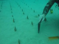 Denizin dibinde pinna nobilis tarlası kurdular