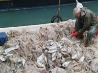 Balık çiftliğinin ağı yırtıldı, kıyılar balıkla doldu