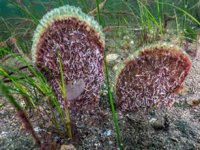 Marmara Denizi’nde umut veren keşif!