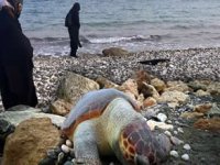 Mersin’de 15 günde 7 ölü caretta sahile vurdu