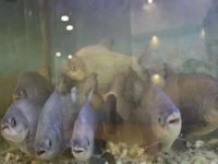 Diyarbakır’da piranalara kelle paça ziyafeti!