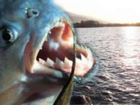 Tatil bölgesinde pirana paniği: 10 kişi yaralandı