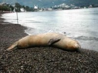 Plajlarda görülün Akdeniz foklarının "dinlenmelerine izin verin" uyarısı