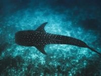 Balina köpek balıkları Maldivler’in korumasında