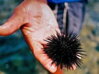 Sarı’dan denizkestanesi avcılık iznini “Geri çekin” çağrısı