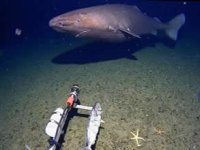 Antarktika’da ilk kez köpekbalığı görüntülendi