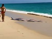 Felaket habercisi iki kıyamet balığı birden sahile vurdu