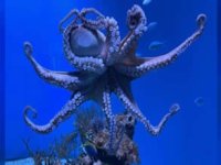 Derin deniz ahtapotunun inanılmaz fedakarlığı!