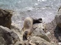 Nesli tehlikedeki Akdeniz foklarının yuvasına dalış turu!