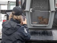 Kargo gemisine kaçak binen tilki yakalandı!