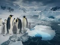İmparator penguenler ölümcül risk altında