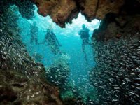 Isınan okyanuslar balık kaybını hızlandırıyor