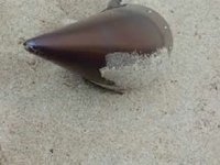 Çatalca'da kıyıya vuran füze başlığı imha edildi