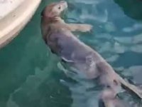 Bodrum’da bayram ziyaretine gelen sevimli misafir