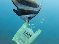 Japonya’da suda eriyen poşetler denizleri kurtaracak